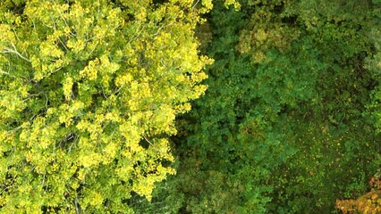 Canvas Print - Aerial view of the texture of the green trees in the forest