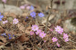 Group of pink common hepatica flowers (Hepatica triloba). Blue variety in background.