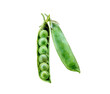 © cosmicanna - Watercolor illustration of green peas, isolated on white background