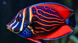 angelfish isolated on black background - generative AI