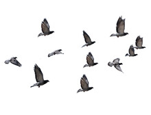 Flying Birds Formation Of Pigeons Many  Isolated For Backgound
