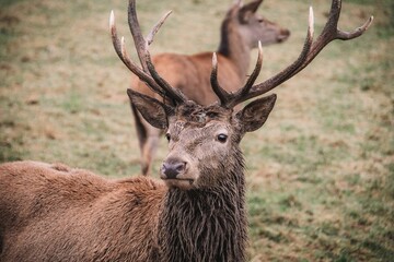 Poster - Closeup shot of a dark brown deer with antlers in a wild park in Bad Mergentheim in Germany