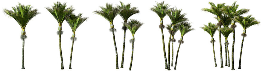 Fototapete - Large palm trees shapes cutout backgrounds 3d illustration png file