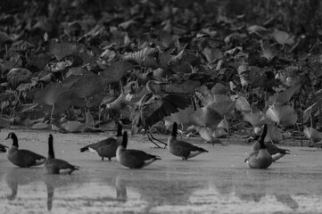 Poster - Grayscale shot of waterbirds swimming in the lake near to floating water plants