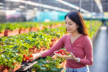 Canvas Print - Woman pick strawberry in field