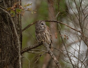 strix owl perched on the tree branch