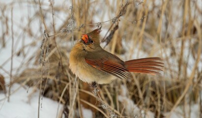 Sticker - Closeup of a Northern cardinal brown, cardinalis cardinalis captured in frozen vegetation