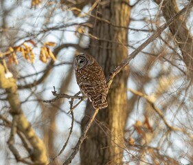 Canvas Print - View of a beautiful Barred Owl on a branch in a forest