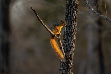 Closeup of a cute brown squirrel standing on a branch of a tree on a blurred background