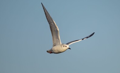 Wall Mural - Beautiful view of a seagull in a flight.