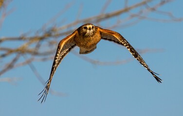 Poster - an owl flying over the trees with a clear blue sky in the background