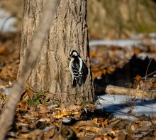 Selective Focus Of A Downy Woodpecker On A Tree Trunk With Sunlit Autumn Forest Blurred Background