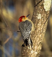 Selective Focus Of A Red-bellied Woodpecker On A Tree Trunk With Blurred Background
