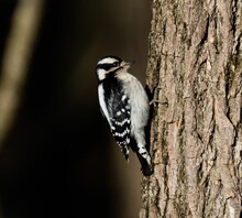 Selective Focus Of A Downy Woodpecker On A Tree Trunk With Sunlit Autumn Forest Blurred Background