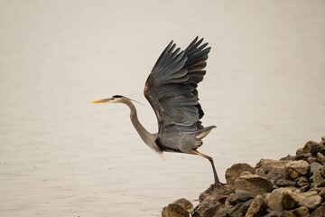 Canvas Print - Gray heron perched on coastal rocks about to fly