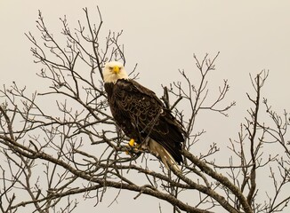 Sticker - Eagle perched on a tree