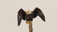 Majestic Bald Eagle Perched Atop A Tree Branch With Its Wings Spread