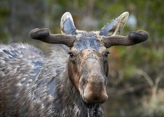 Sticker - Closeup of a moose (Alces alces) against blurred background