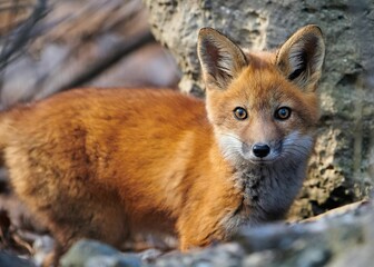 Wall Mural - Closeup of a small kit fox (Vulpes macrotis) in a forest