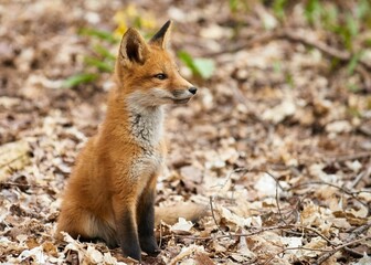 Wall Mural - Closeup of a kit fox (Vulpes macrotis) in a forest against blurred background