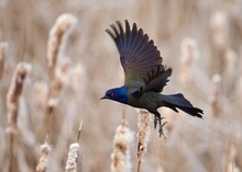 Closeup Shot Of A Common Grackle Bird Flying Over A Rural Field
