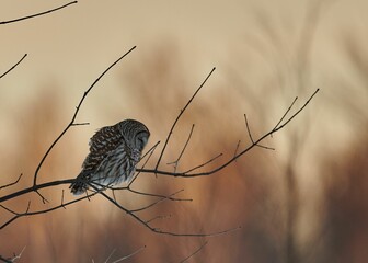Wall Mural - Northern barred owl sleeping on a bare tree branch at sunset with blur background