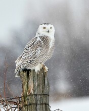 Vertical Shot Of A Beautiful Snowy Owl Perched On A Tree Trunk