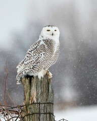 vertical shot of a beautiful snowy owl perched on a tree trunk