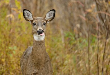 Wall Mural - Deer standing in the middle of a field of tall grass