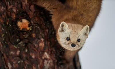 Poster - Closeup of a cute Newfoundland pine marten on the tree