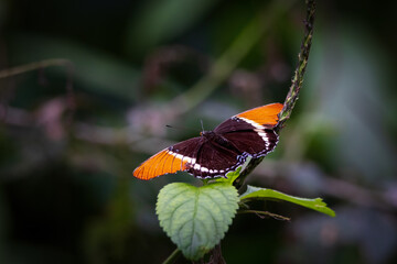 Wall Mural - Butterfly