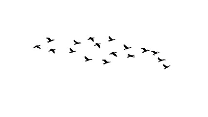 Wall Mural - png flock of birds flying in sky isolated clear background