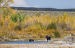 © natureguy - Cow and Calf Moose in Wyoming in Autumn