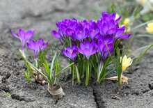 Spring Crocus Purple Flowers In Garden.