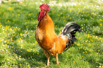 Wall Mural - Retrato de un impresionante gallo en un campo de hierba verde en primavera con flores (Gallus gallus domesticus)