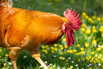 Sticker - Retrato de un impresionante gallo en un campo de hierba verde en primavera con flores (Gallus gallus domesticus)