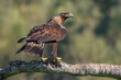 spanish imperial eagle perched on a trunk with out of focus background early morning