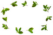 © Bowonpat - Frame made of holy basil leaves on white background.