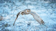 Flying long-eared owl (Asio otus) in winter