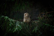 Owl (Asio otus) sitting on a branch