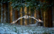 Flying long-eared owl (Asio otus) in the forest, winter