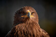 Detail portrait of eagle (Aquila nipalensis)