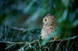 detail of Owl (Asio otus) sitting in forest