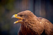 Detail portrait of eagle (Aquila nipalensis), open beak