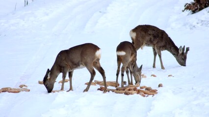 Wall Mural - 4k Video of a wild and tidy family of roe deer eating pastries prepared by a hunter in the harsh winter. Roe deer, female roe deer, and fawn. Filmed in the Czech Republic