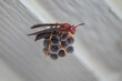 Female paper wasp and her nest