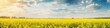 Panoramic banner with rapeseed flowers, field in bloom, AI generative horizontal panorama, border