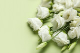 Fototapeta Tulipany - White eustoma flowers on green background, closeup