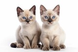 Fototapeta Koty - two kittens on white