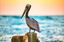 Pelican On The Pier